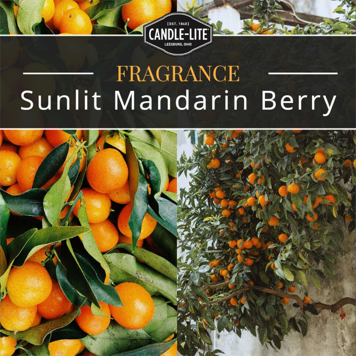 Candle-Lite - Sunlit Mandarin Berry - plantaardige geurkaars - grote pot- 510 gram - geuren
